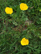 Ranunculus bulbosus L.的圖片