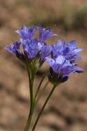 Image of California gilia