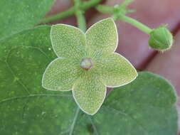 Image de Dictyanthus reticulatus Benth. & Hook. fil. ex Hemsl.