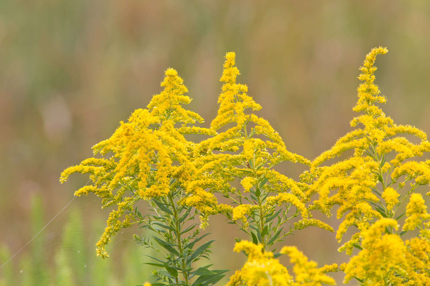 Image of Canada goldenrod