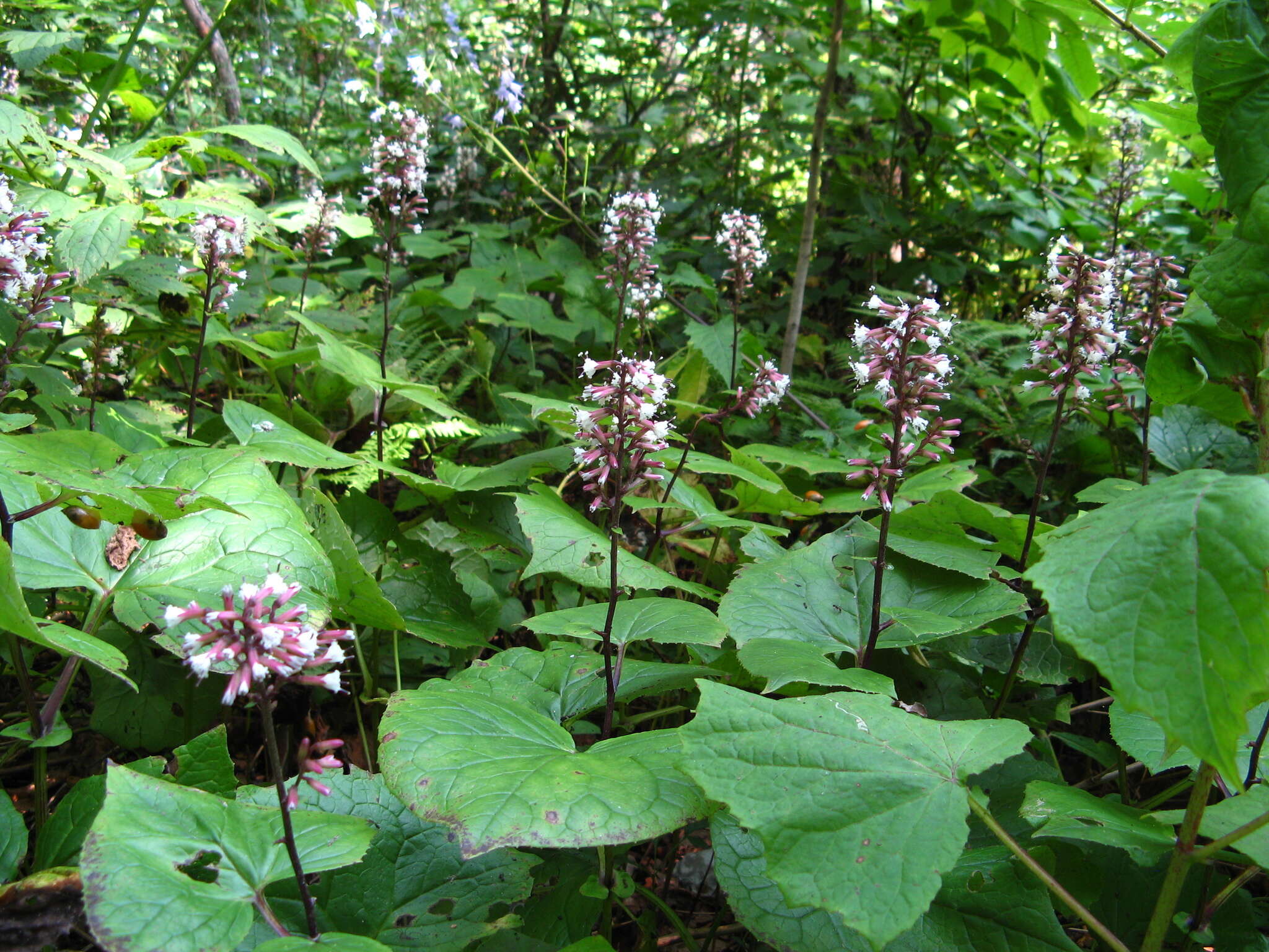 Image of Parasenecio praetermissus (Pojark.) Y. L. Chen