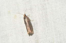 Image of Epinotia myricana McDunnough 1933