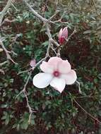 Image of Saucer magnolia