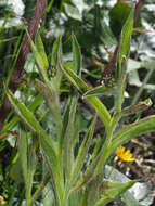 Image de Puccinia montana Fuckel 1874