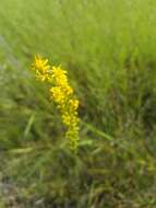 Plancia ëd <i>Solidago virgata</i>