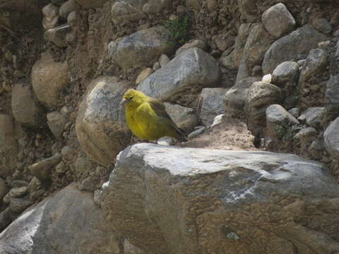 Image of Greenish Yellow Finch