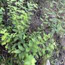 Image of Olearia rugosa subsp. allenderae (J. H. Willis) Hawke ex Messina
