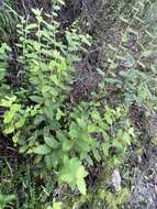 Image of Olearia rugosa subsp. allenderae (J. H. Willis) Hawke ex Messina