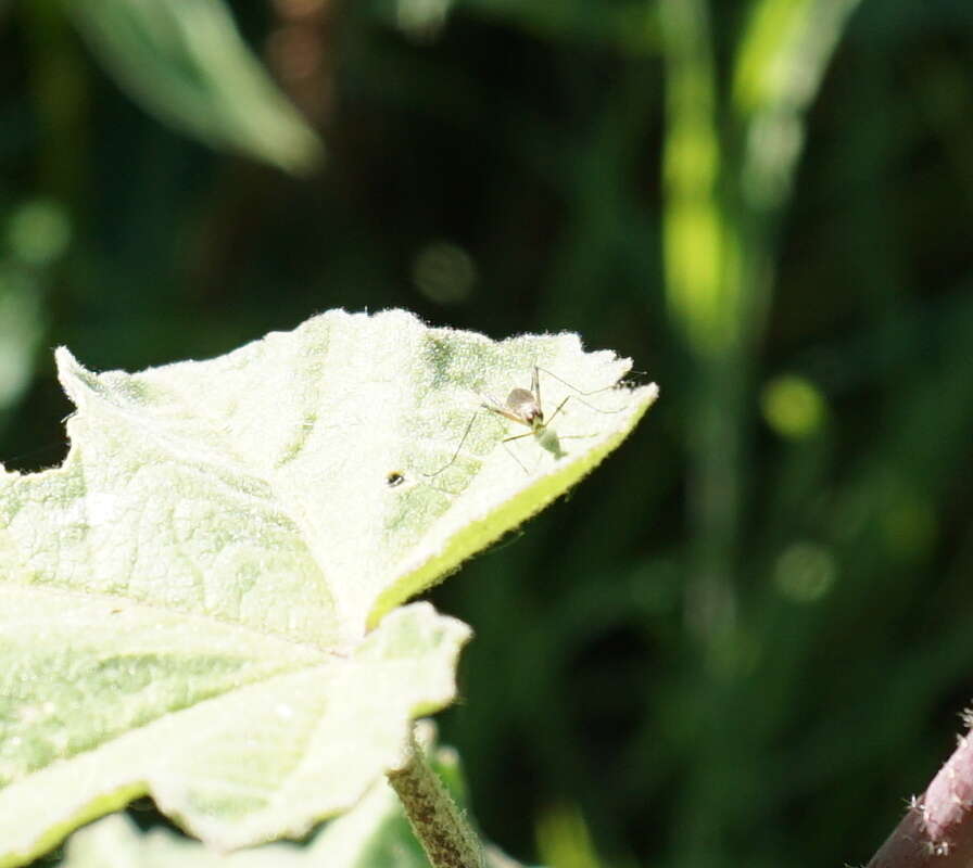 Micropeza corrigiolata (Linnaeus 1767) resmi