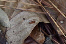 Image of Castianeira trilineata (Hentz 1847)