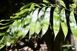 Image of Zamia fairchildiana L. D. Gómez