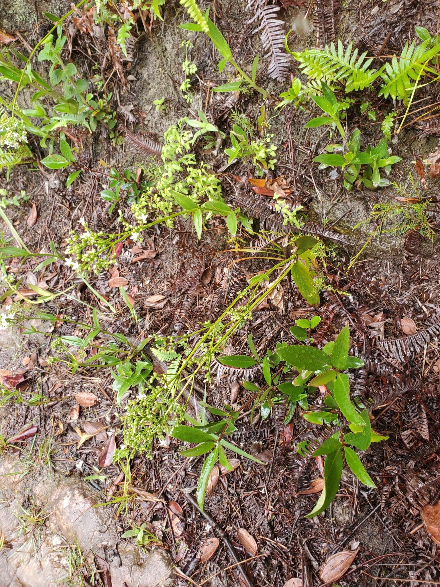 Image of Hedyotis lancea Thunb. ex Maxim.