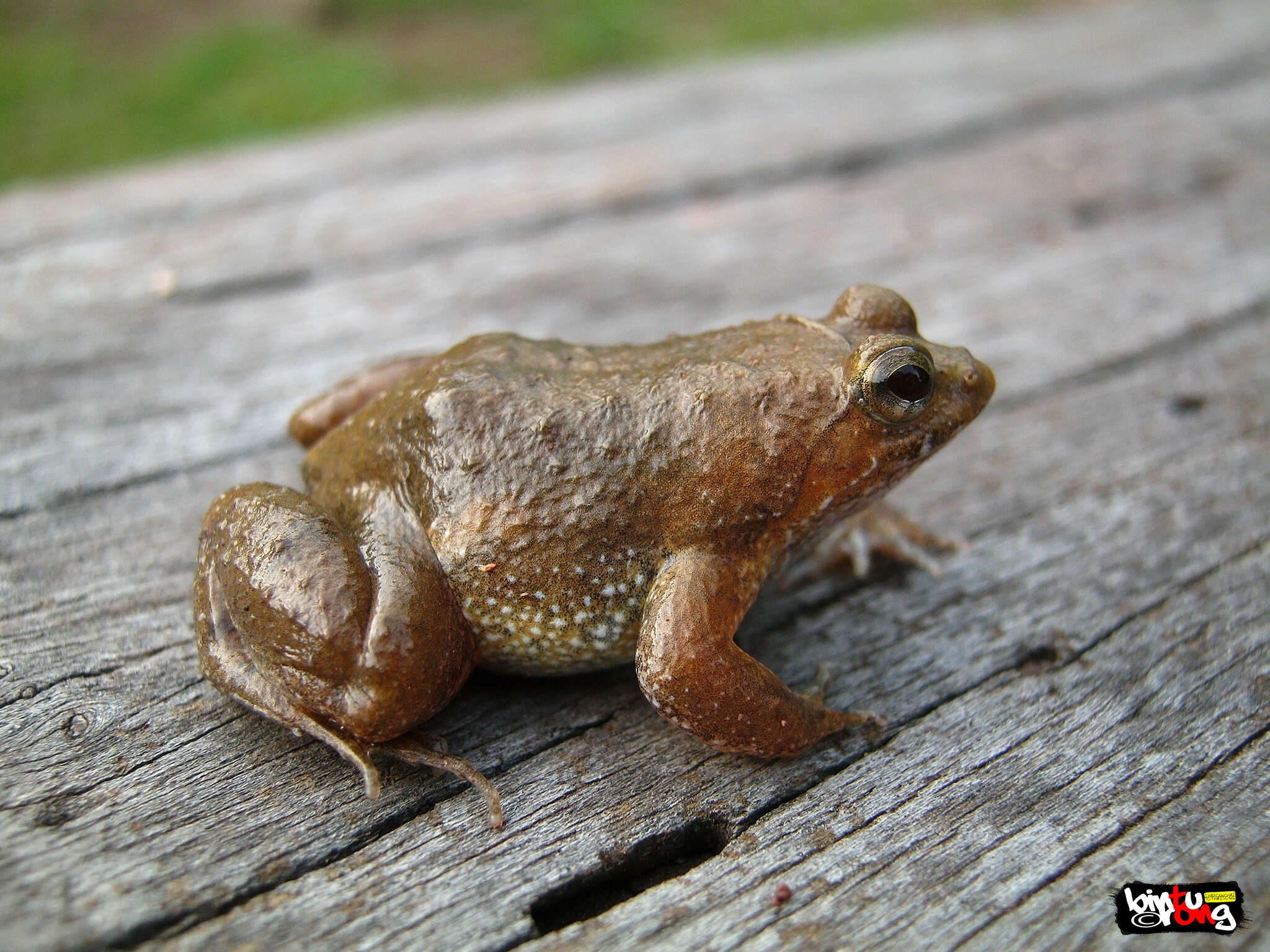 Image of Occidozyga magnapustulosa (Taylor & Elbel 1958)