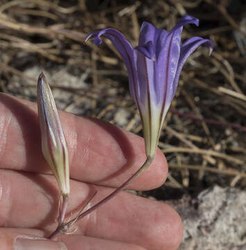 Image of harvest brodiaea