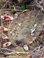 Image of Grassland Pricklypear