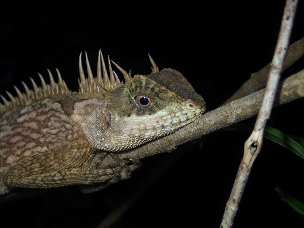 Image of Acanthosaura cardamomensis Wood, Grismer, Grismer, Neang, Chav & Holden 2010