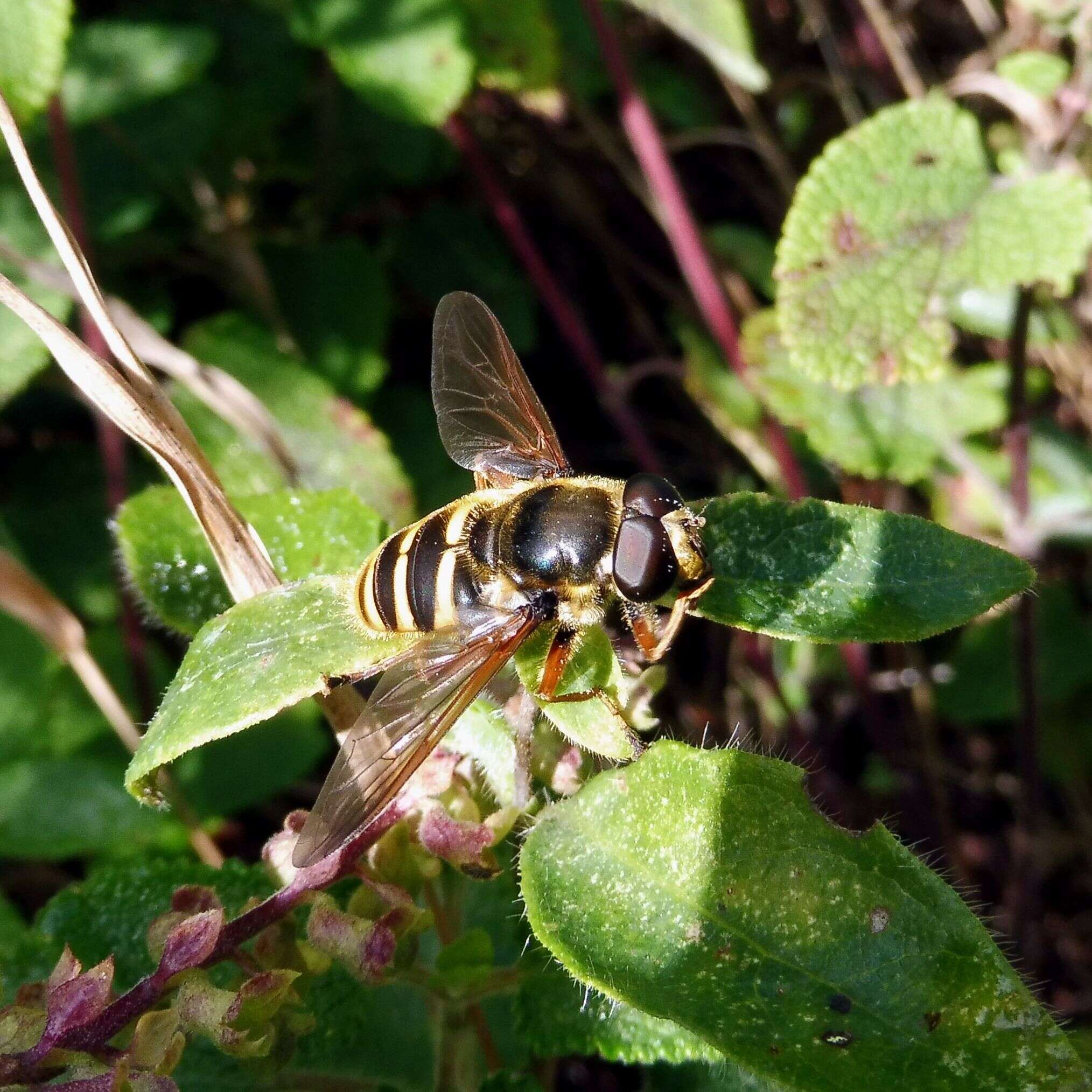 Image of Sericomyia silentis (Harris 1776)