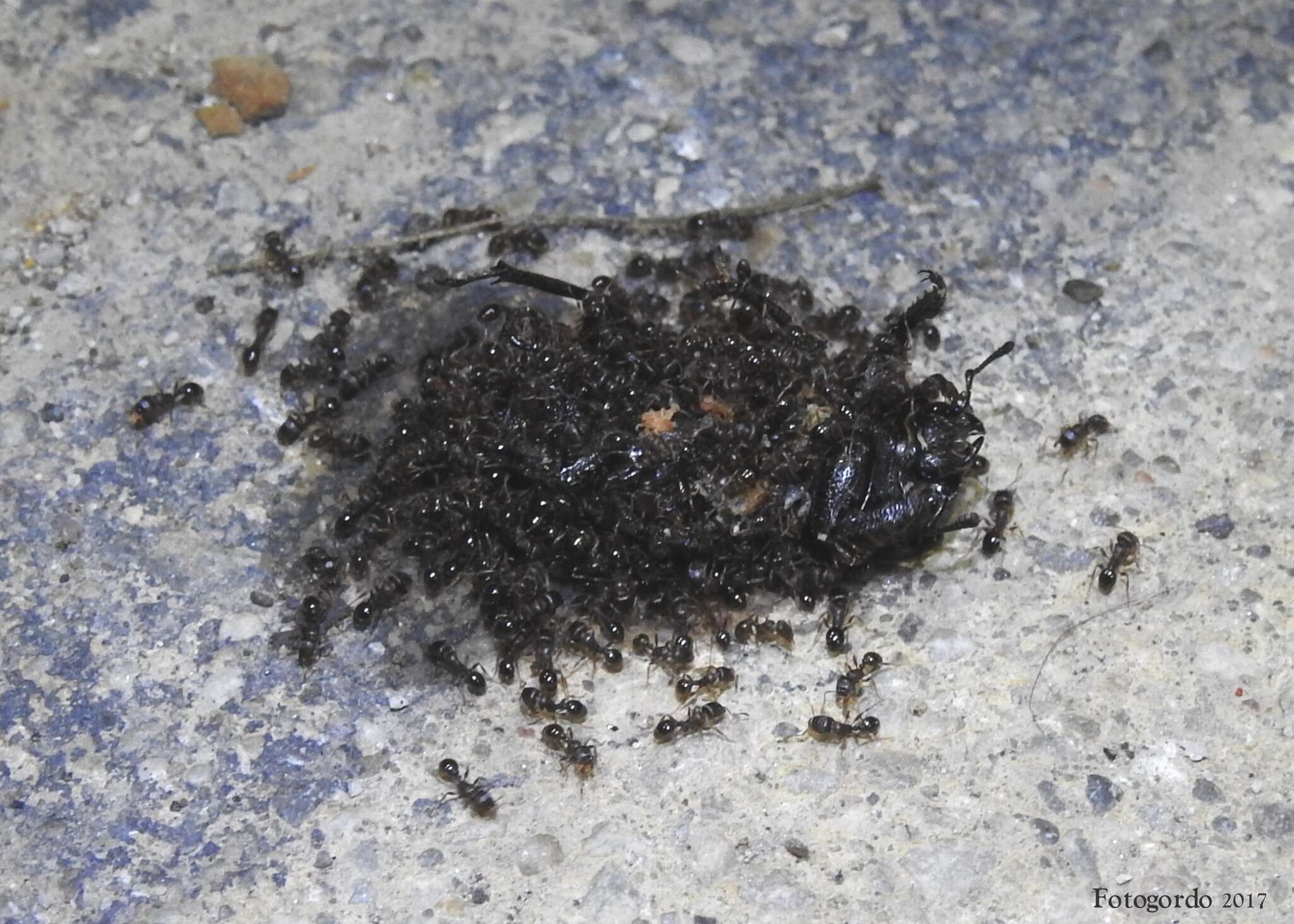 Image of Pavement ant