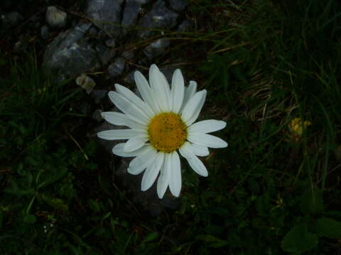 Слика од Leucanthemum atratum (L.) DC.