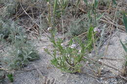 Image of Cakile maritima subsp. euxina (Pobed.) Nyár.