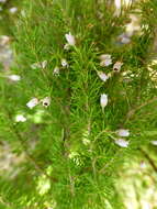 Image of Portuguese Heath