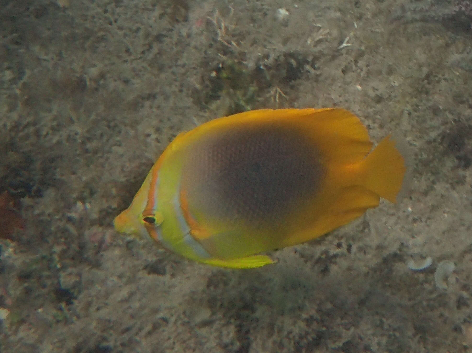 Image of Golden Butterflyfish