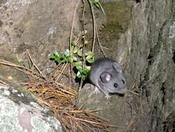 Image of Mexican volcano mouse