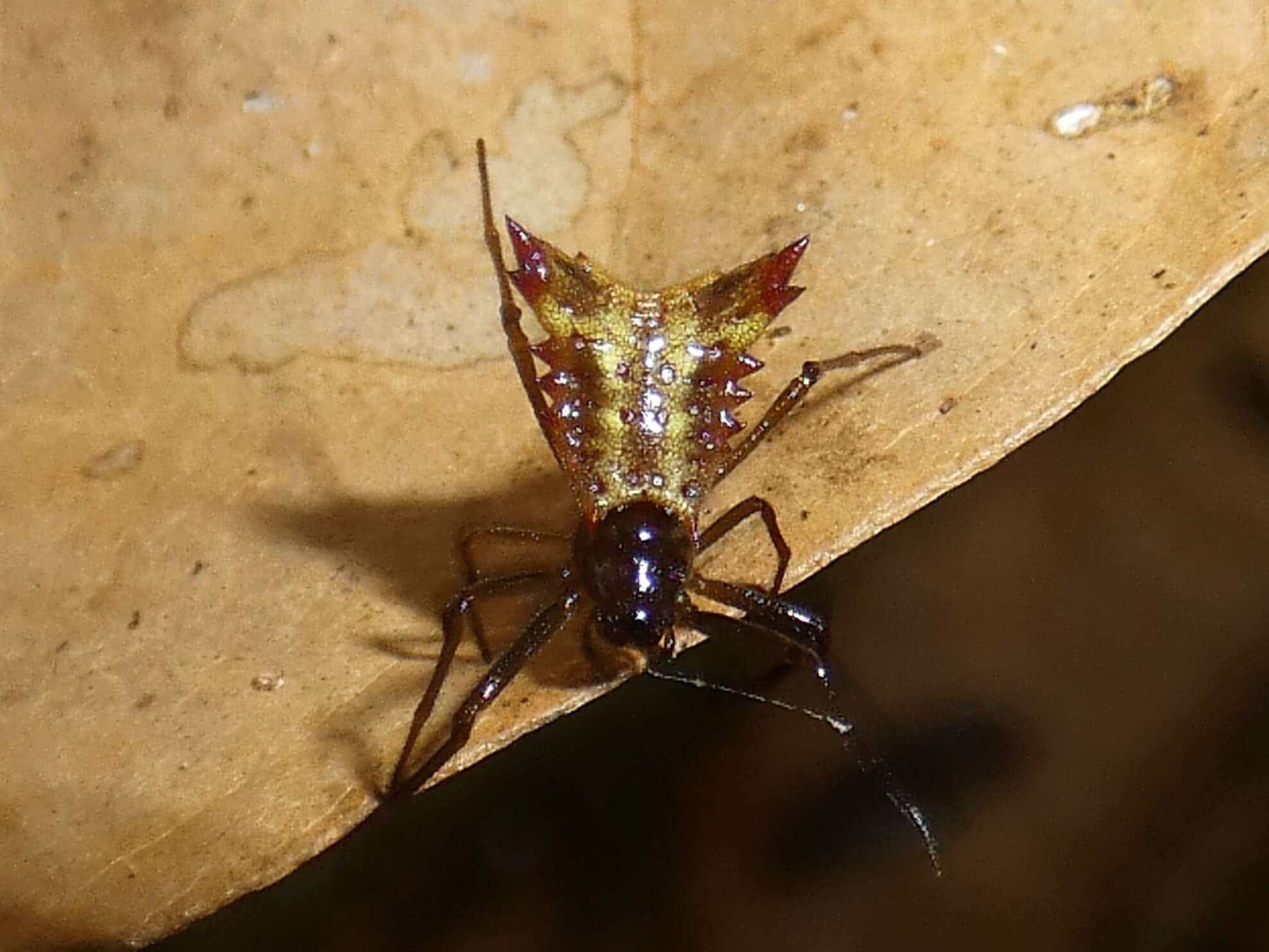 Image of Micrathena triangularis (C. L. Koch 1836)