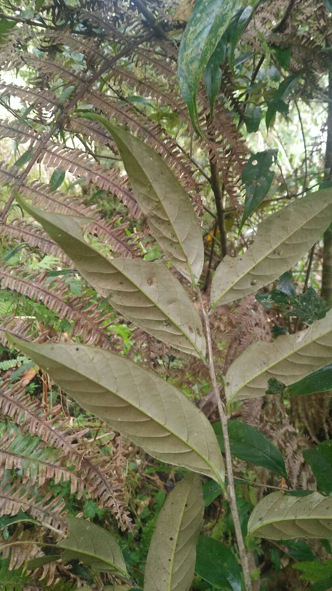 Image of Castanopsis faberi Hance