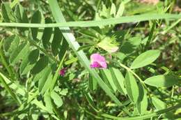 Imagem de Vicia sativa subsp. nigra (L.) Ehrh.