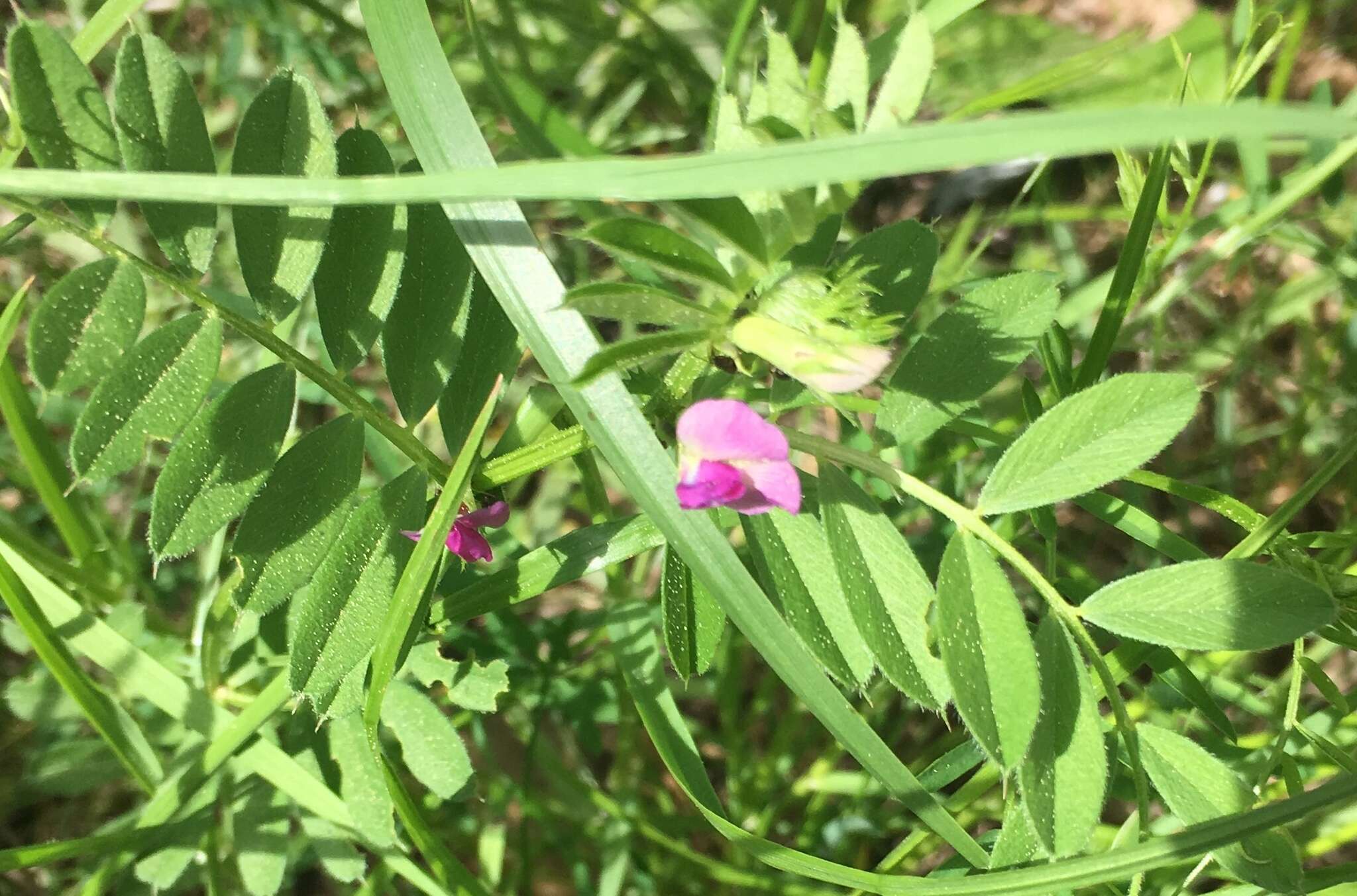 Imagem de Vicia sativa subsp. nigra (L.) Ehrh.