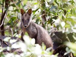 Image of Brush-tailed Rock Wallaby