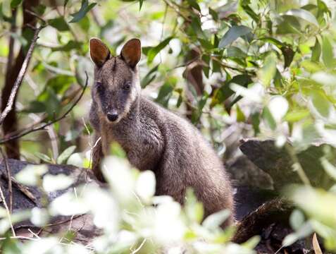 Image of Brush-tailed Rock Wallaby