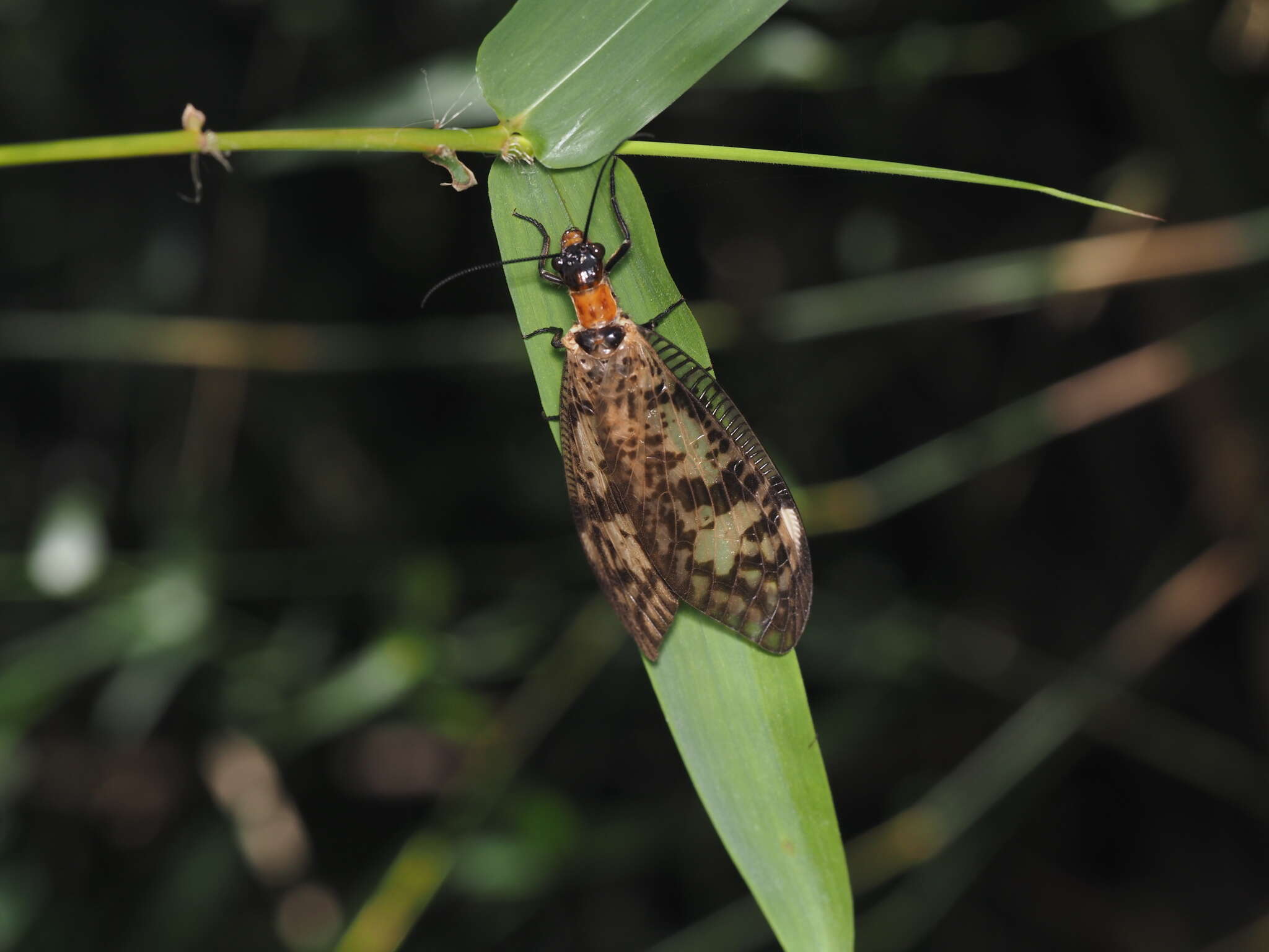 Sivun Neochauliodes sinensis (Walker 1853) kuva