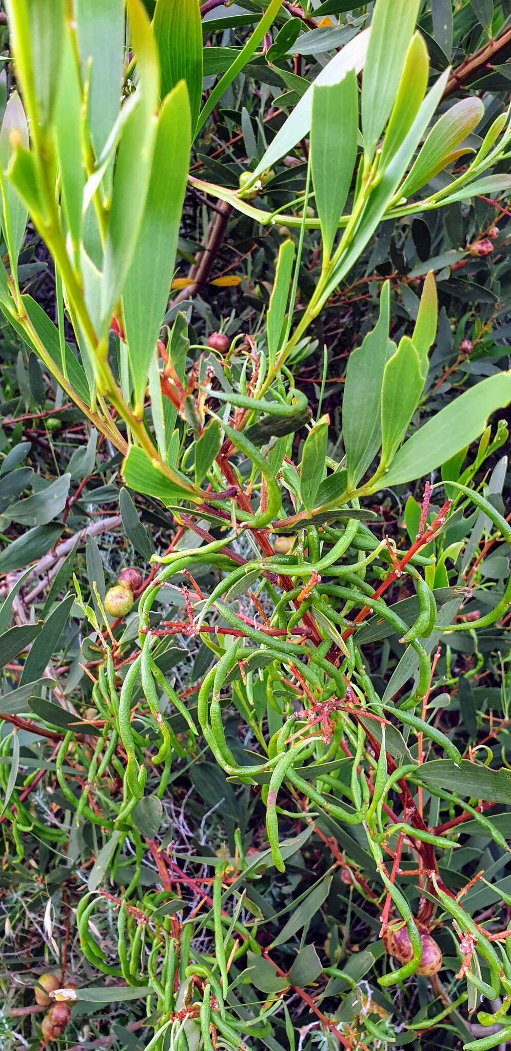 Imagem de Acacia longifolia subsp. sophorae (Labill.) Court