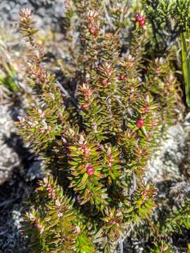 Image of Planocarpa