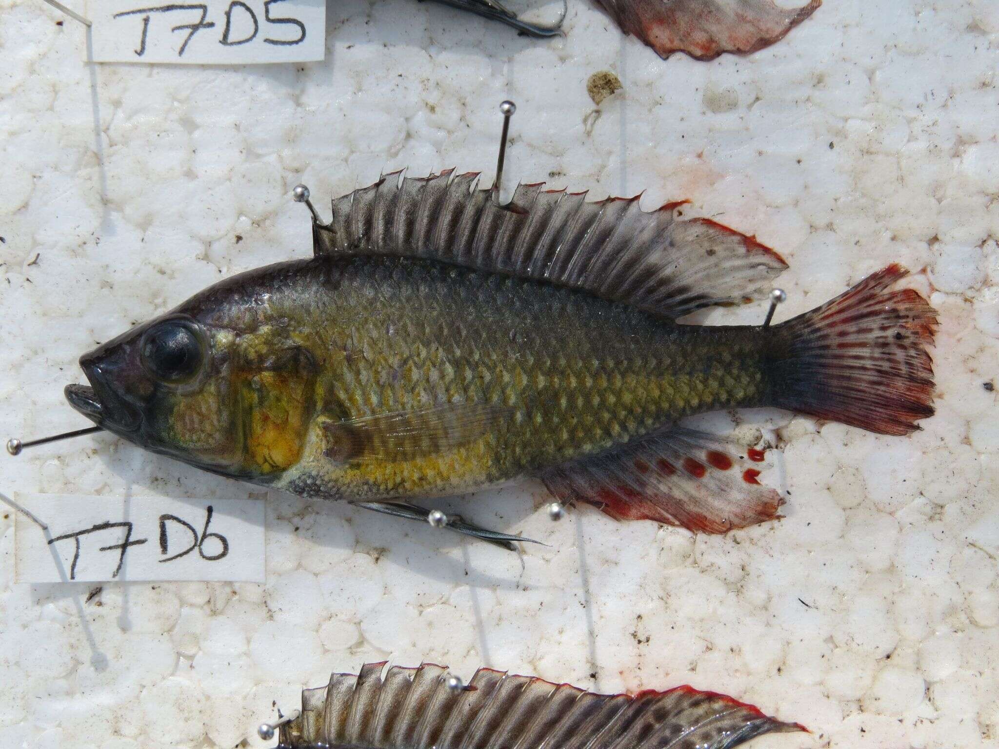 Image de Astatotilapia bloyeti (Sauvage 1883)