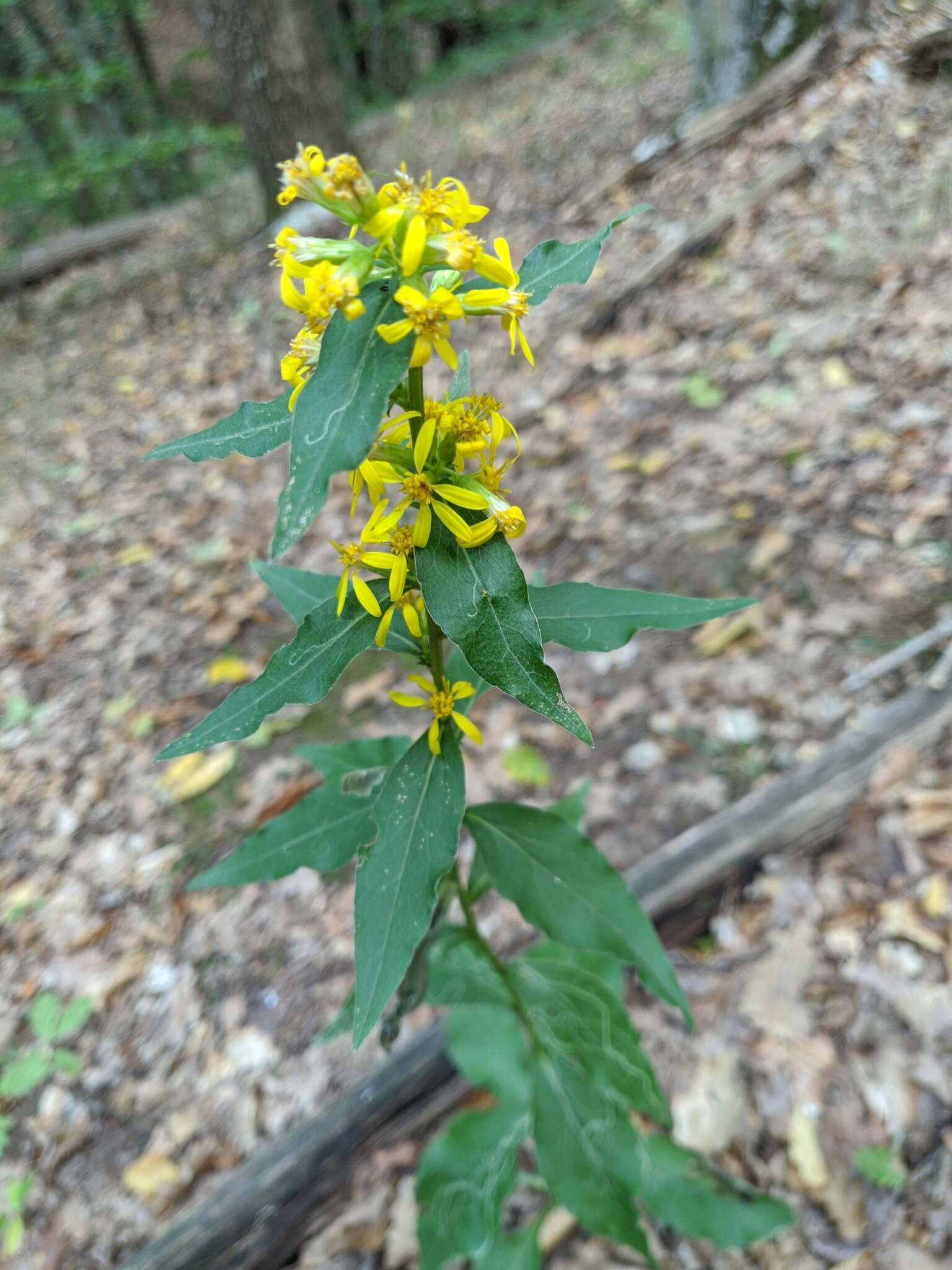 Plancia ëd Solidago virgaurea subsp. taurica (Juz.) Tzvel.