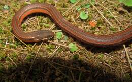 Image of Godman's Graceful Brown Snake