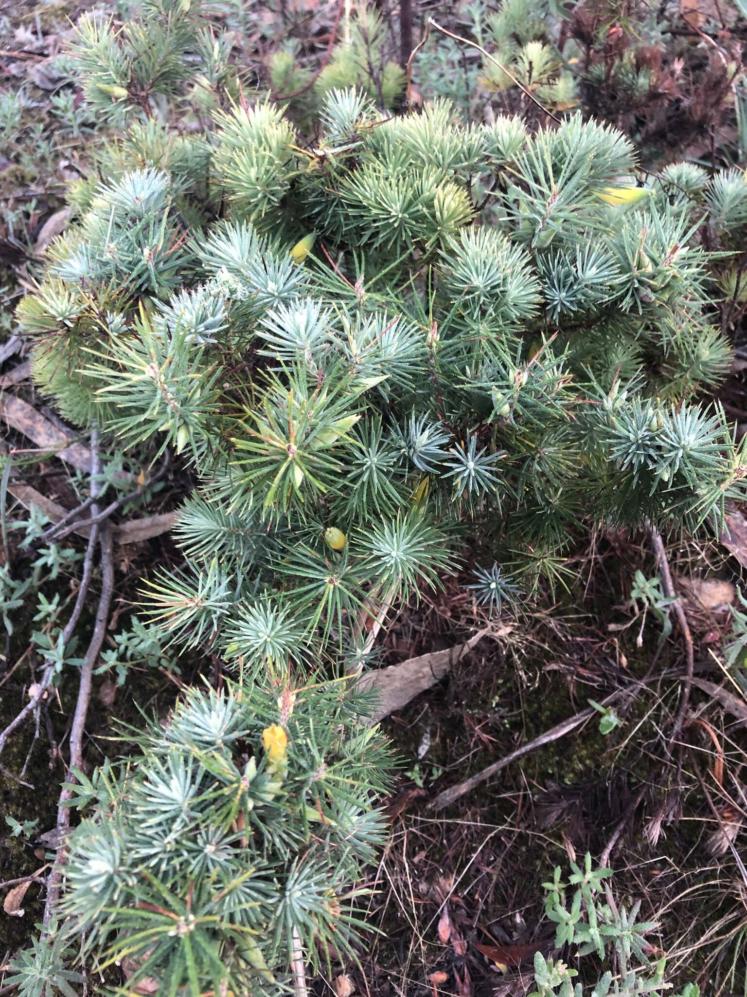 Слика од Astroloma pinifolium (R. Br.) Benth.