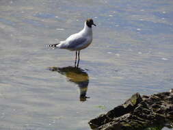 Image de Mouette de Patagonie