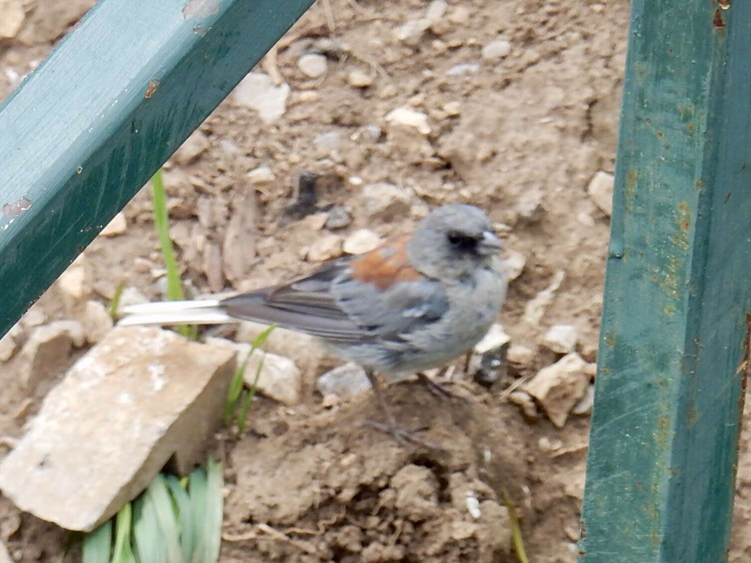 Junco hyemalis dorsalis Henry 1858 resmi