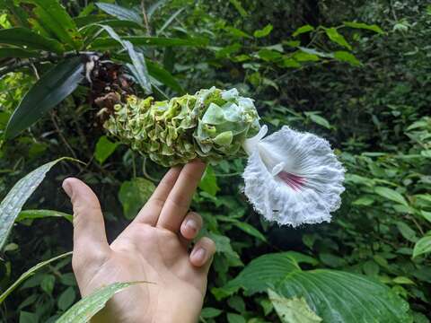 Image of Dimerocostus cryptocalyx N. R. Salinas & Betancur