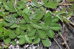 Image of snow cinquefoil