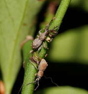 Image de Ecrizothis inaequalis Blackburn 1899