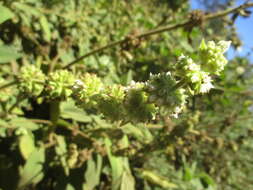 Image of Sideritis canariensis L.