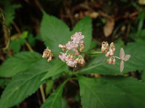 Image of Hydrangea alternifolia Sieb.