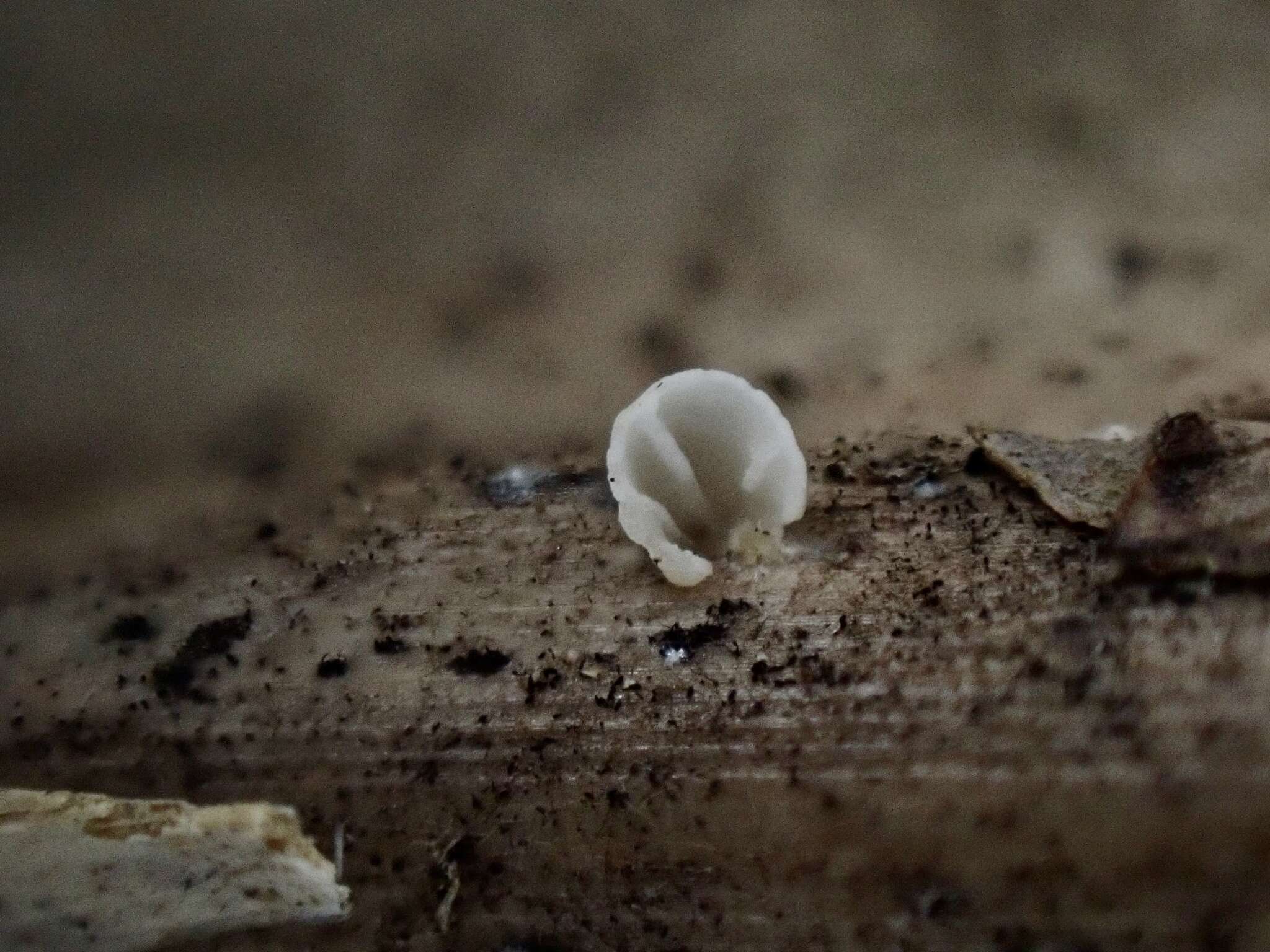 Image de Marasmius neosessilis Singer 1955