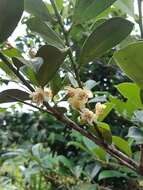 Image of Cleyera japonica var. morii (Yamamoto) Masam.