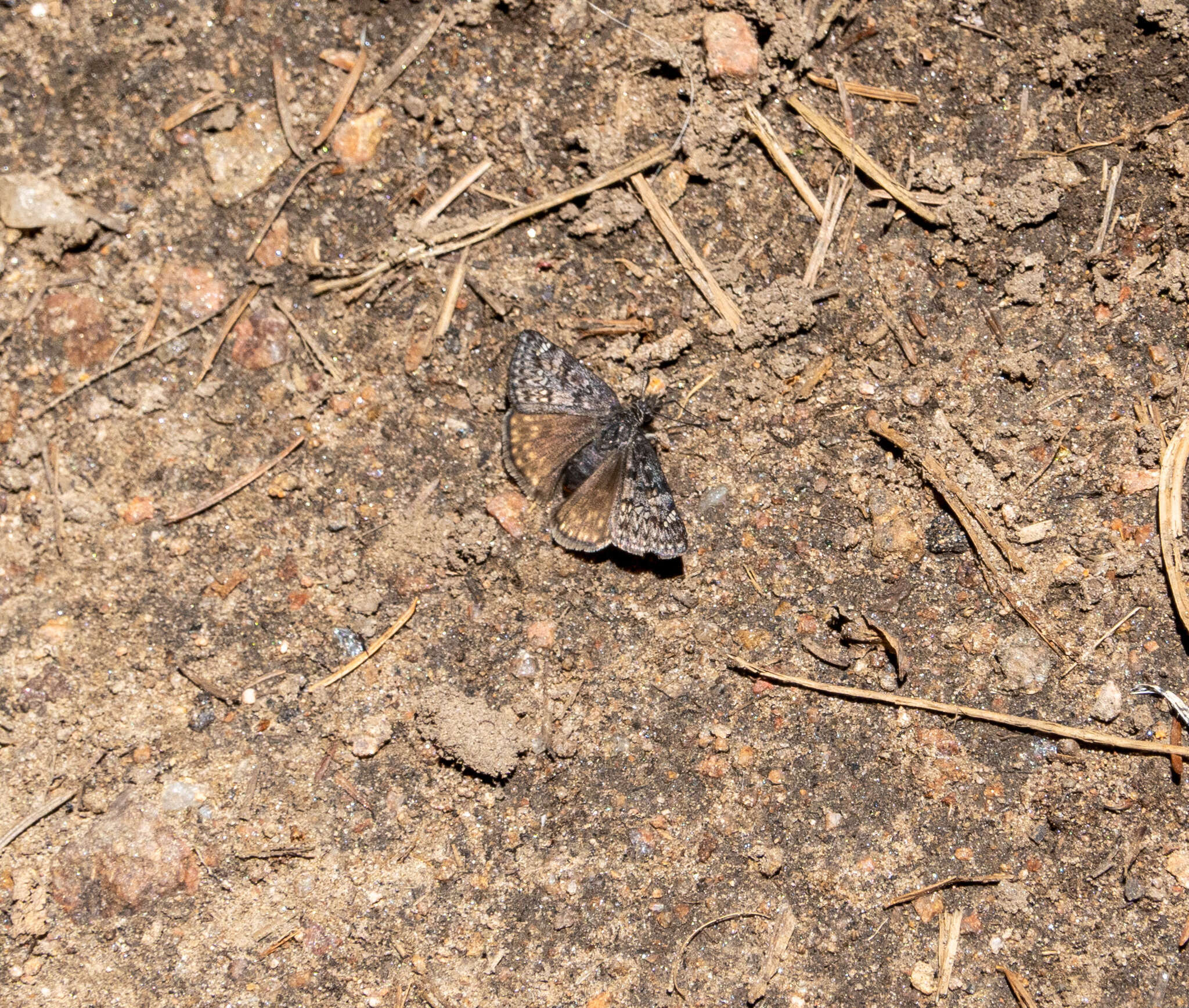 Image of Rocky Mountain Duskywing